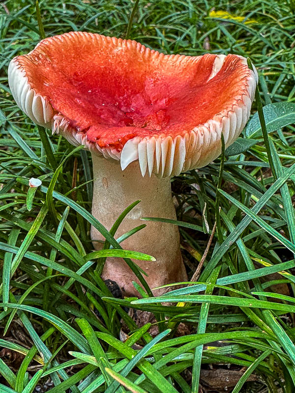 05 19 'shroom i5486-1