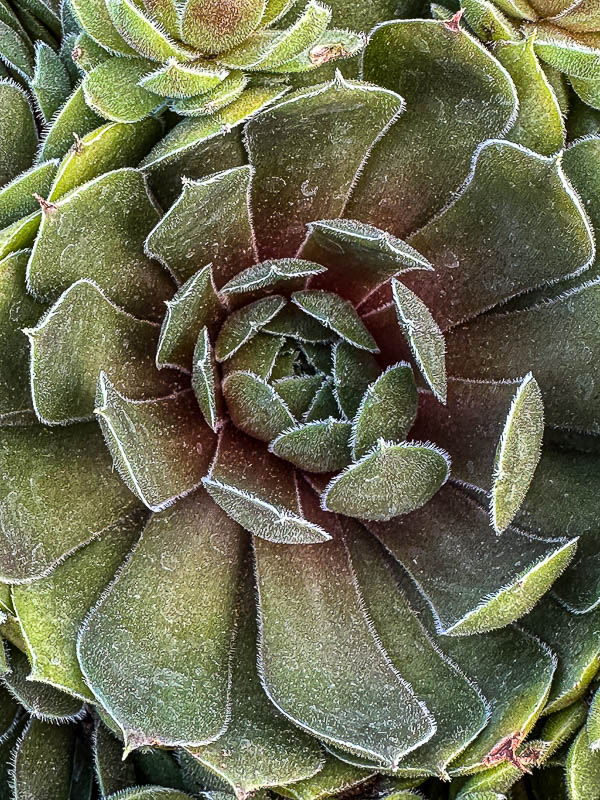 2024 05 13 Succulent i5410
