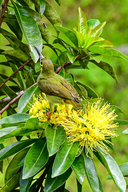 08 25 Greater green leafbird 4016