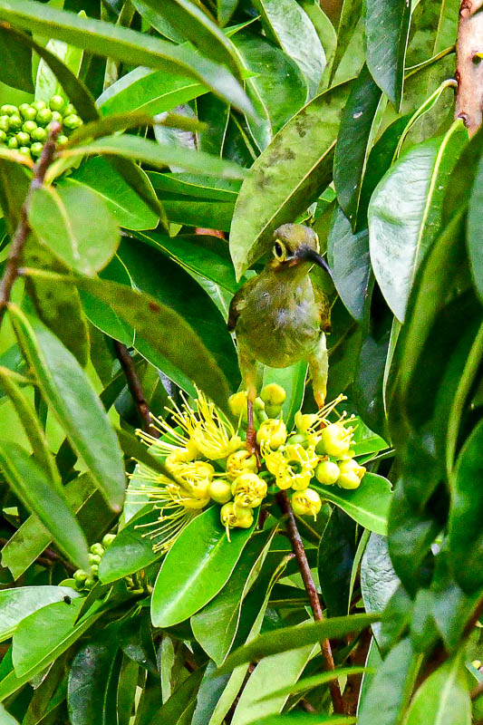 08 25 Greater green leafbird 4017