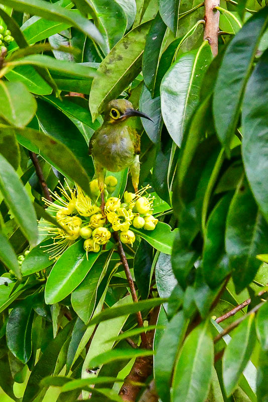 08 25 Greater green leafbird 4022