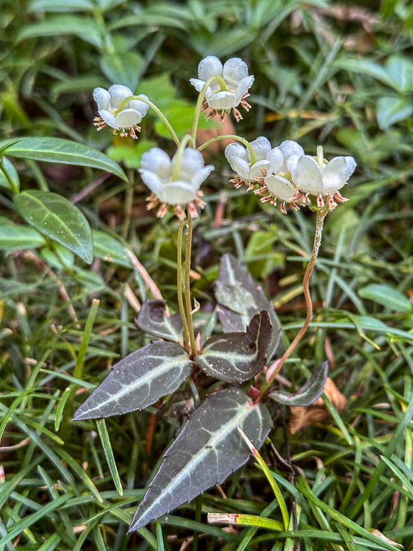 Pipsissewa or umbelate wintergreen i5555