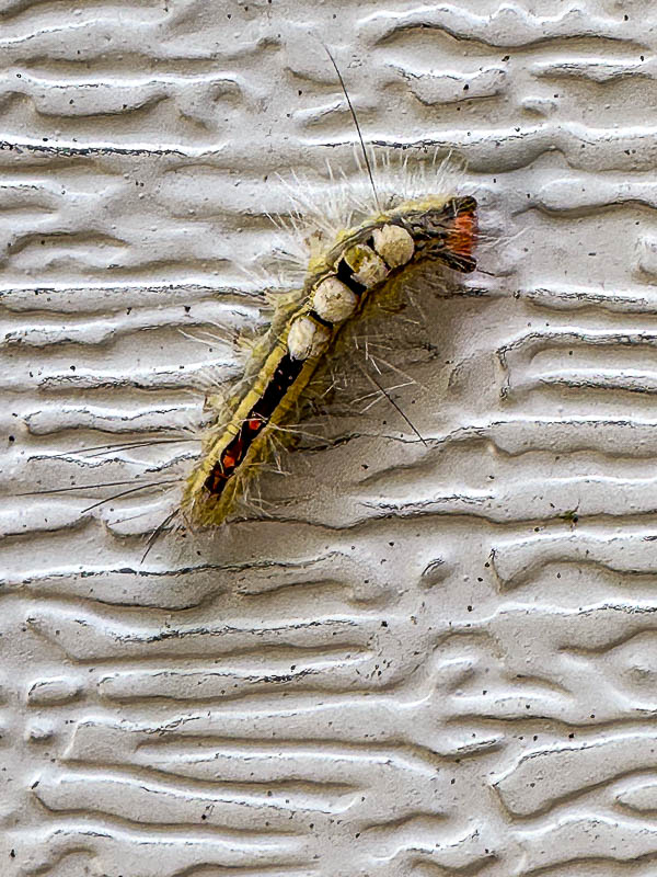 2024 05 22 White-marked tussock moth caterpillar i5516