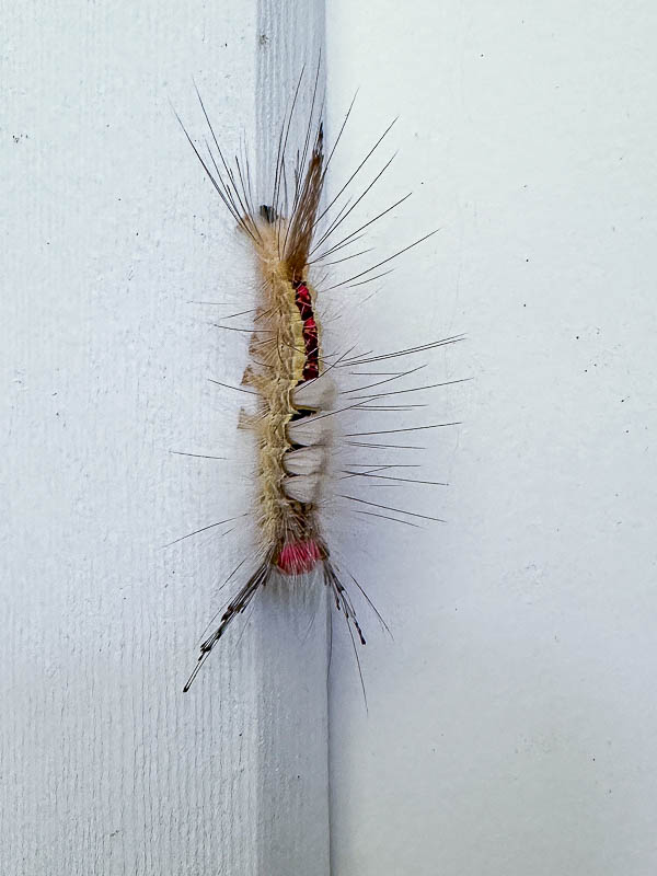 2024 05 23 White-marked tussock moth caterpillar i5543