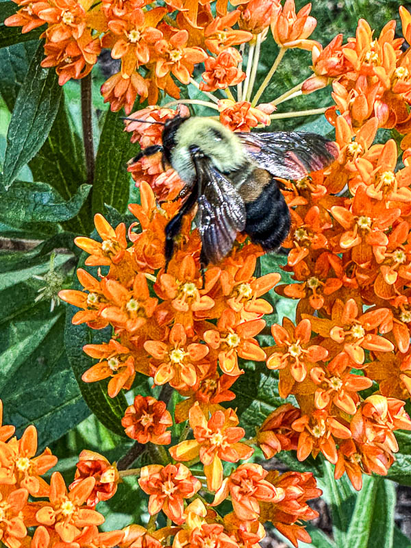 2024 05 29 Brown-belted bumblebee i5607