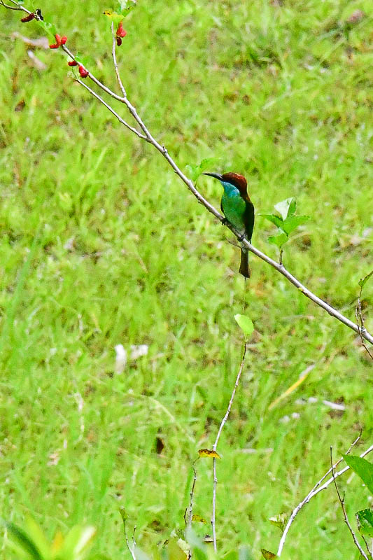 Blue-throated bee eater 4028