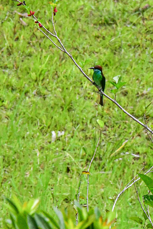 Blue-throated bee eater 4031