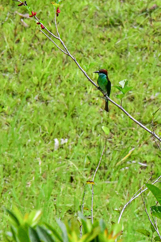08 25 Blue-throated bee eater 4031