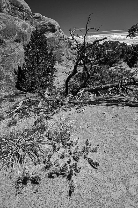 Utah19-2-1045-2bw