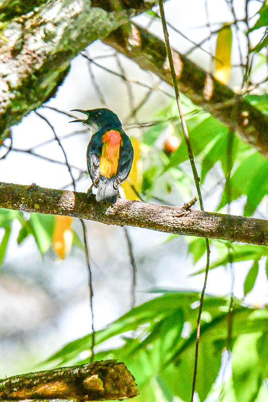 08 25 Orange-bellied Flowerpecker 4060