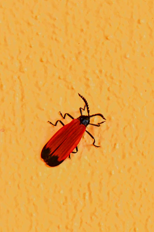 08 25 A fire-colored beetle 4064