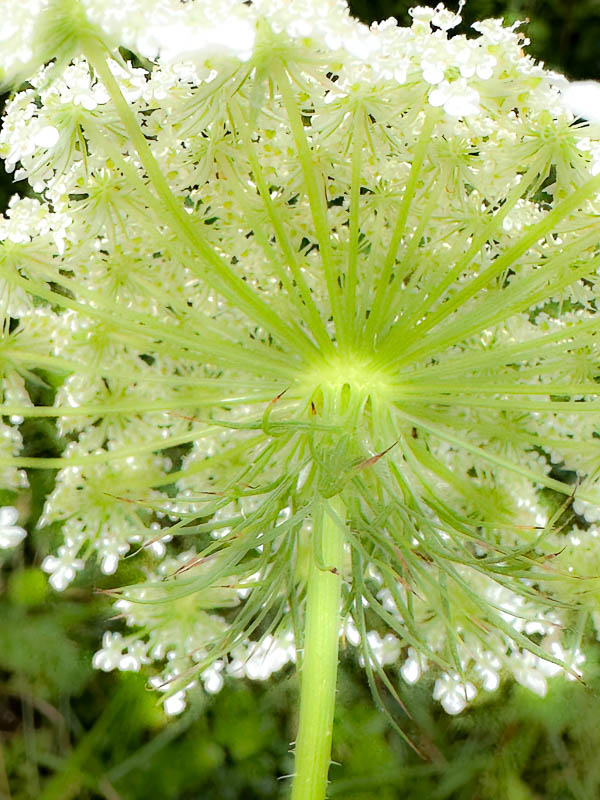 2024 06 04 Queen Anne's Lace i5757