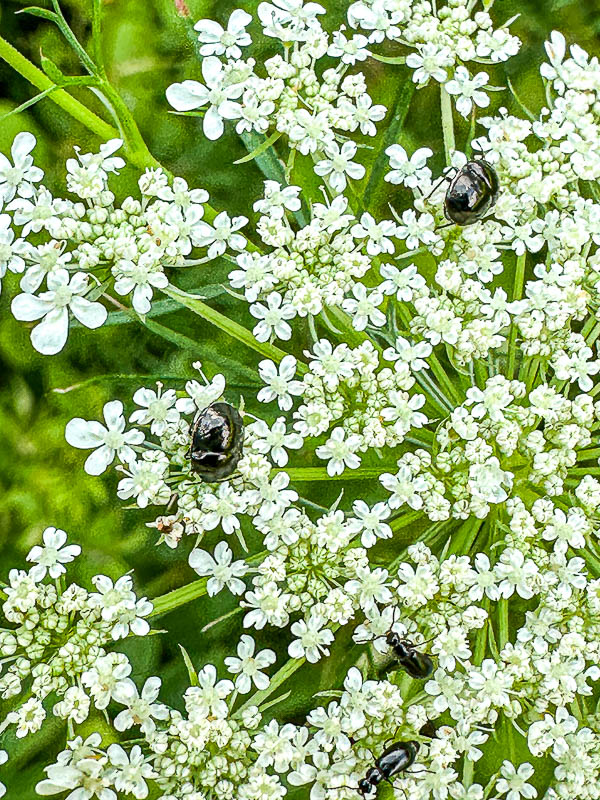2024 06 04 Two upper insects: Historically called negro bugs or ebony bugs i5765