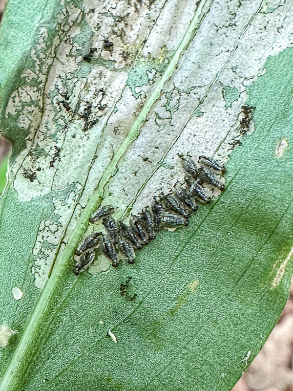 2024 05 31 Six-spotted neolema larvae i5655