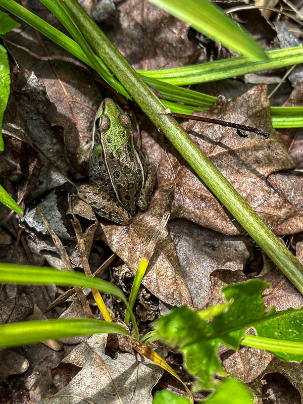 2024 05 31 Southern leopard frog i5688