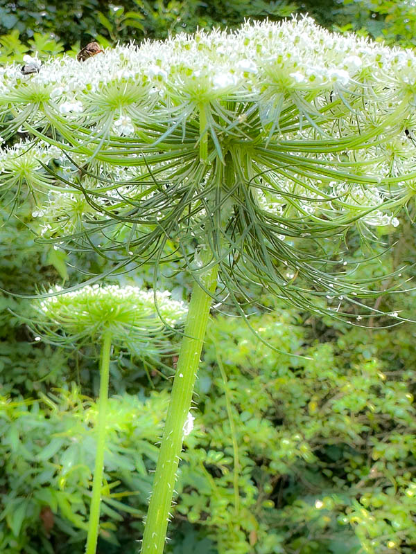 2024 06 04 Queen Anne's Lace i5766