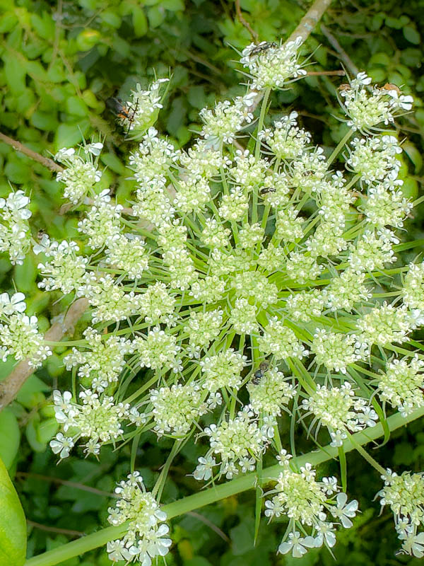 2024 06 04 Queen Anne's Lace i5775