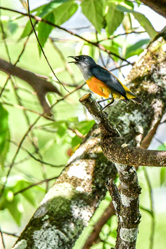 08 25 Orange-bellied Flowerpecker 4072