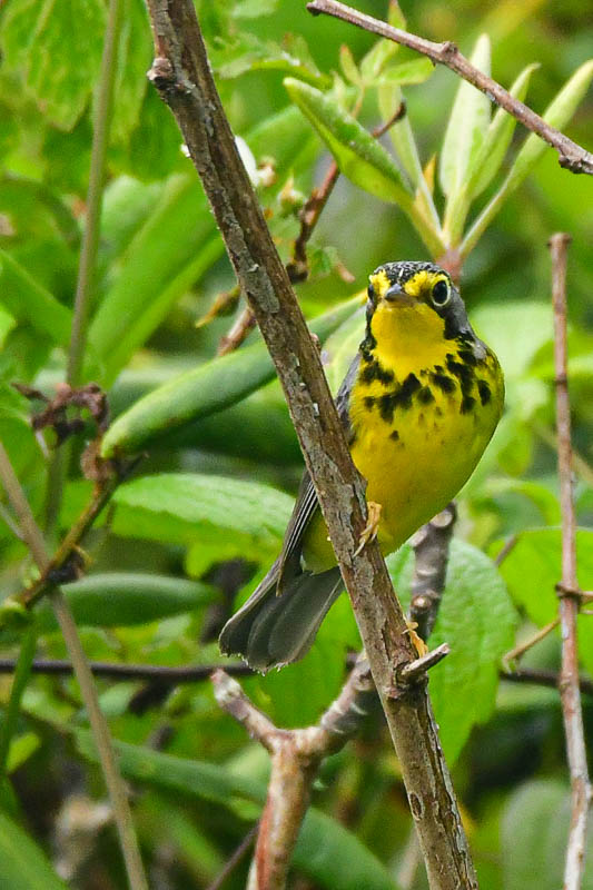 2024 06 06 Canada warbler 0319