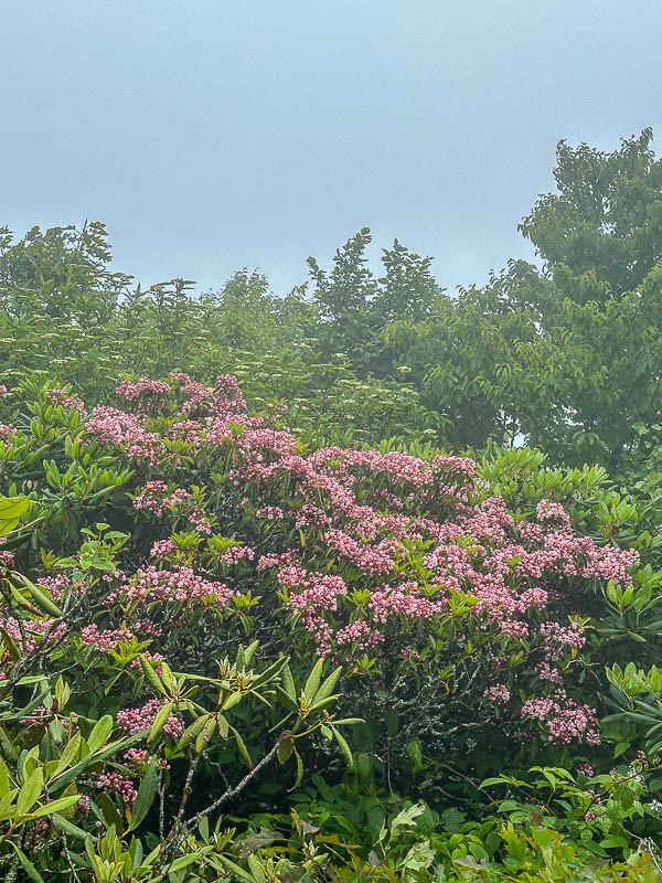 2024 06 06 Kalmia in the clouds i5806