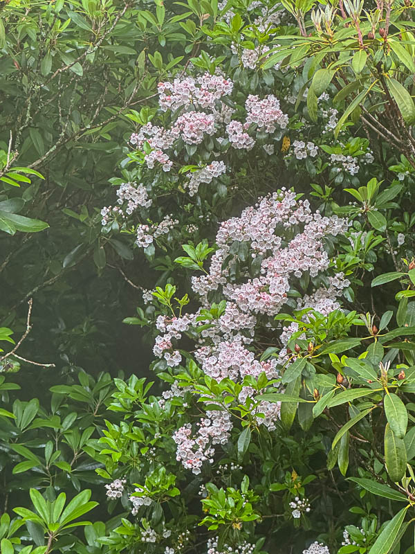 2024 06 06 Mountain laurel in fog i5802