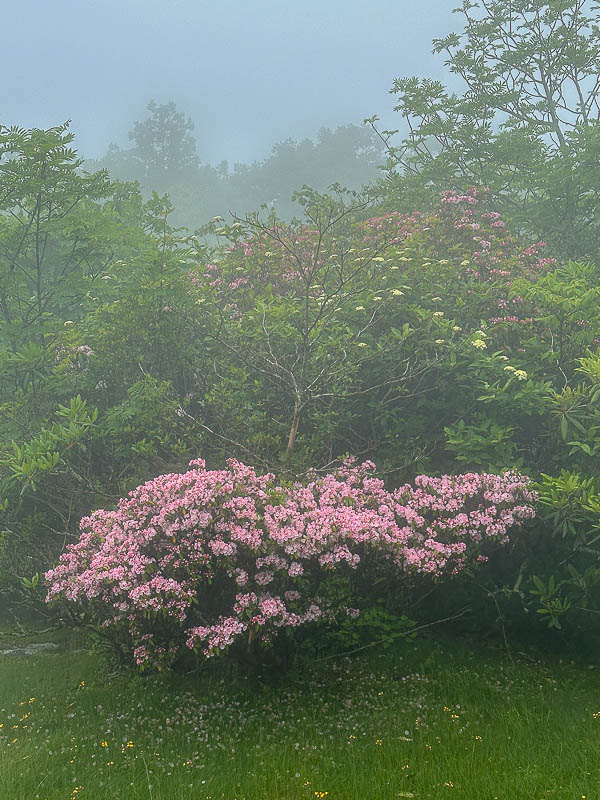 2024 06 06 Mountain laurel in the fog i5811