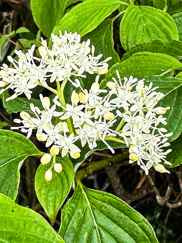 2024 06 06 Cornus i5816