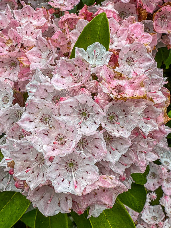 2024 06 06 Mountain laurel i5803