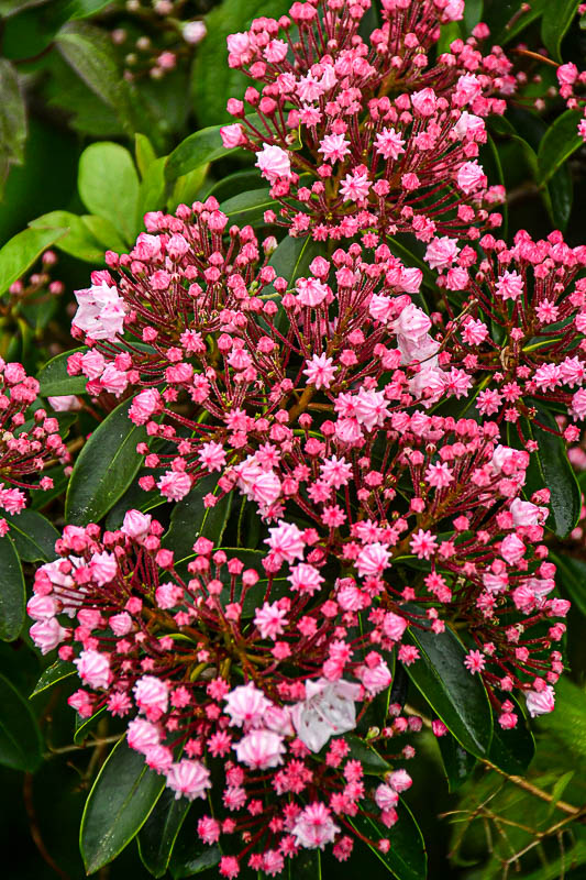 2024 06 06 Mountain laurel 0298
