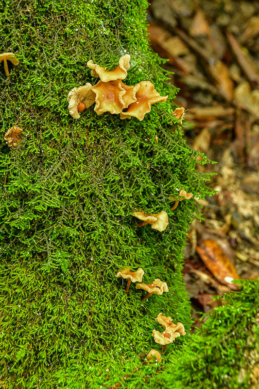 2024 06 06 Fungus and moss 0333