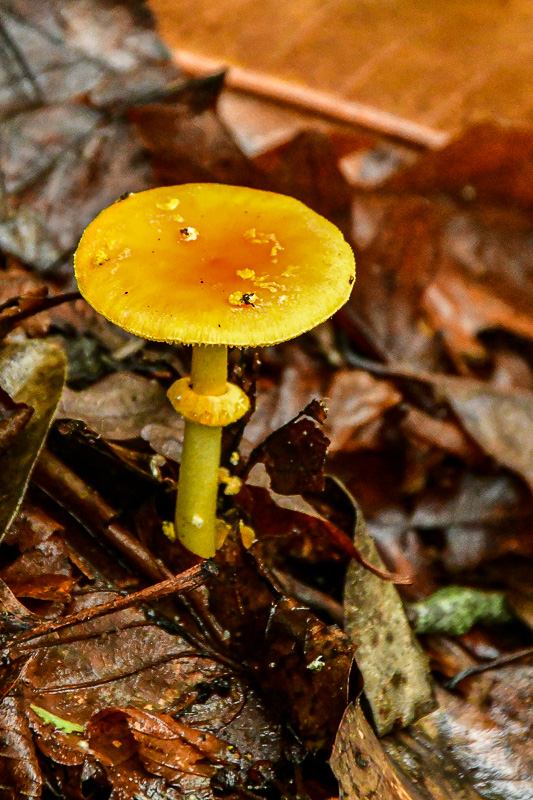 2024 06 06 Amanita 0338