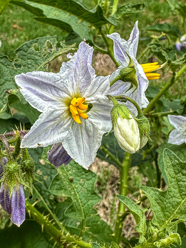 2024 06 04 Carolina horsenettle i5791