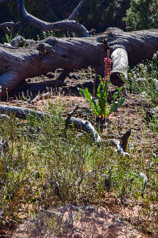 Sand dock Utah19-2-1058
