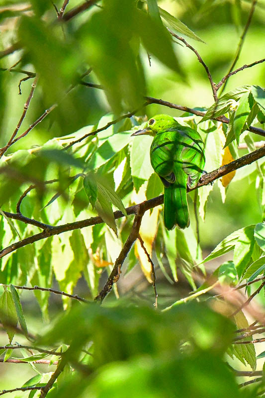 08 25 Greater Green Leafbird female 4079