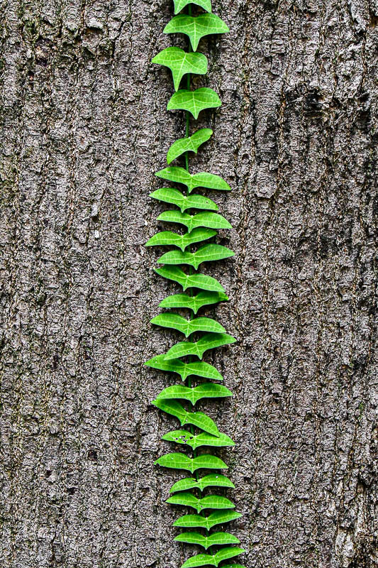 08 24 Seagull vine 3962