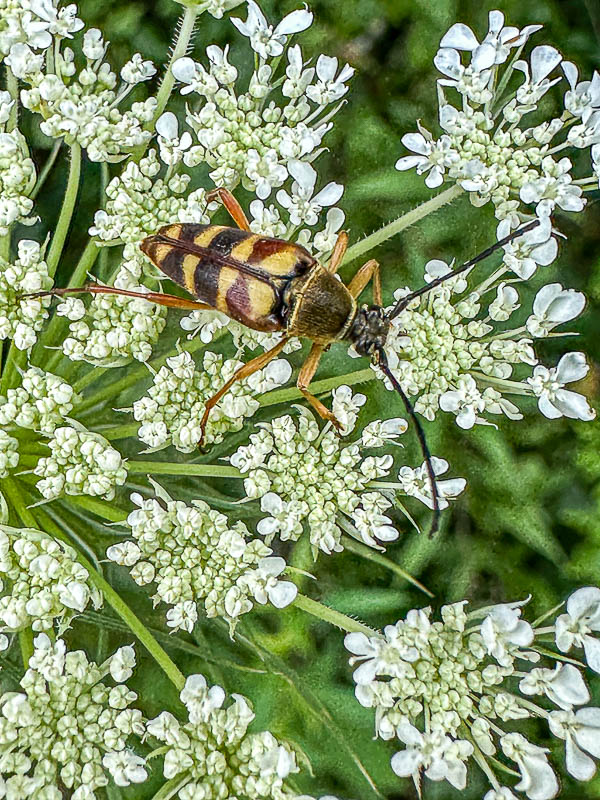 06 04 Banded longhorn beetle i5721