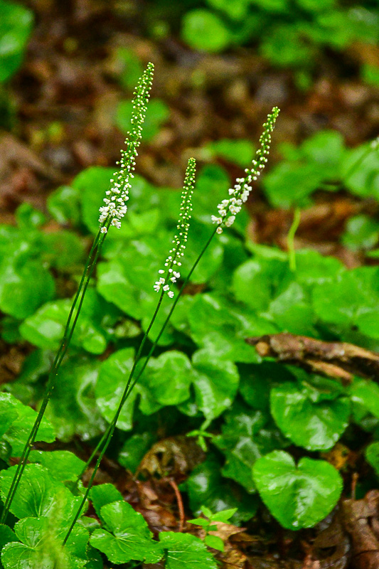 2024 06 06 Galax 0341