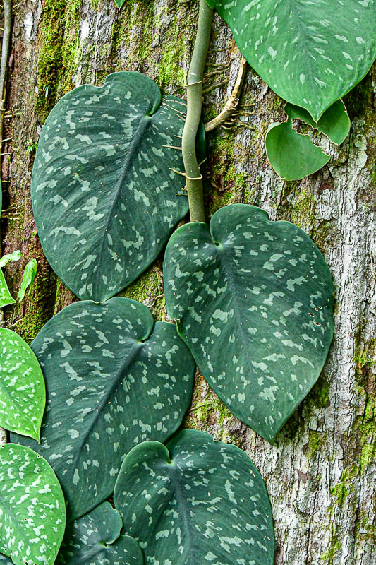 08 24 Appressed vine 3963