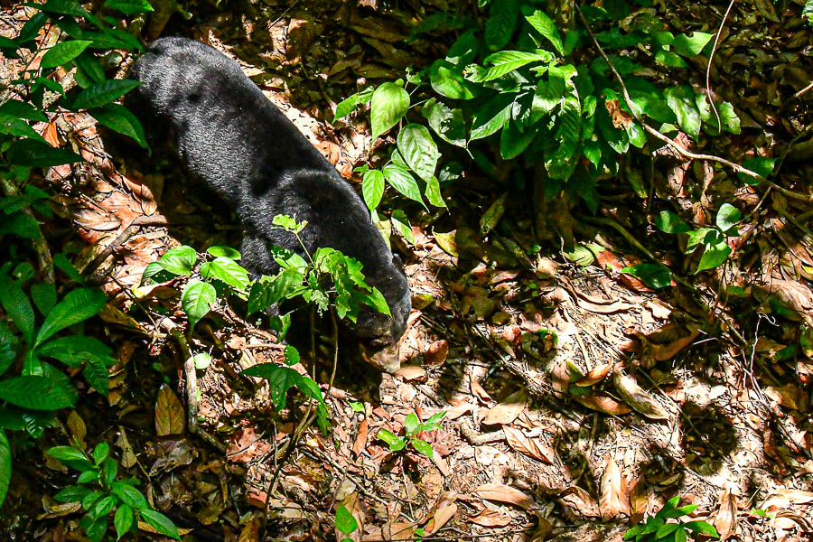 08 24 Sunbear 3964