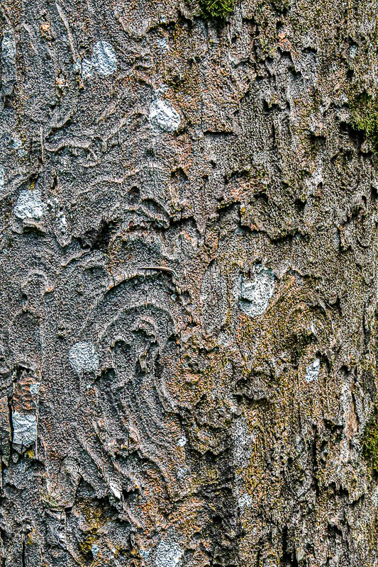 08 24 Bark texture and a very tiny Striped Tree Skink 3968