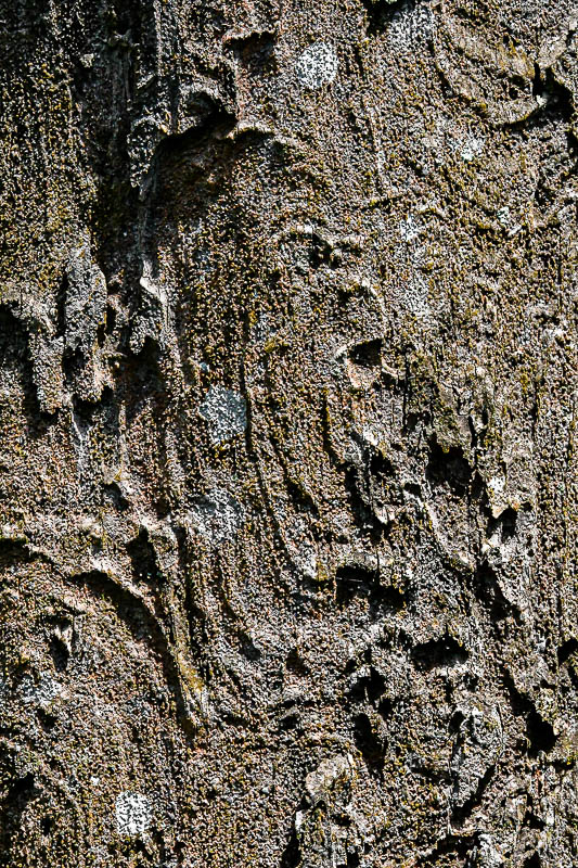 08 24 Bark texture 3969
