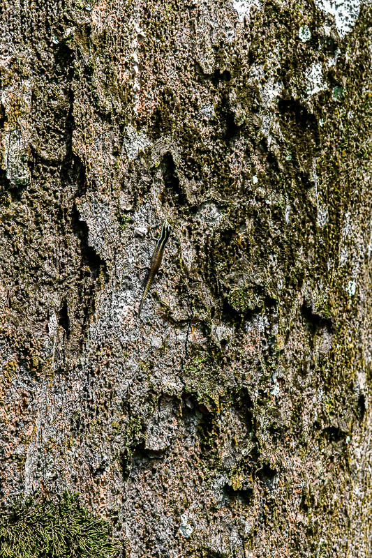 08 24 Very tiny Striped Tree Skink 3970