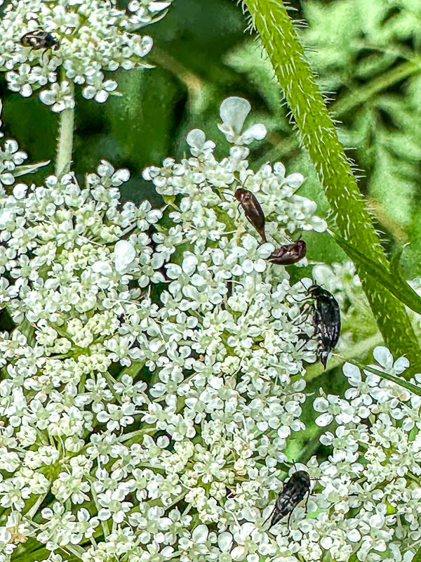 2024 06 04 Mordellid beetles i5731