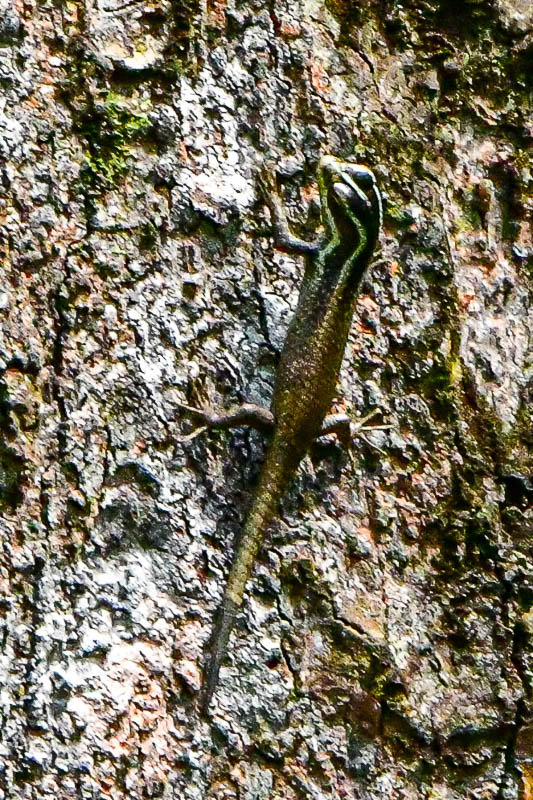 08 24 Juvenile Striped Tree Skink 3971