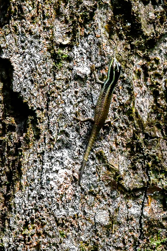 0824 Juvenile striped Tree Skink 3970-2