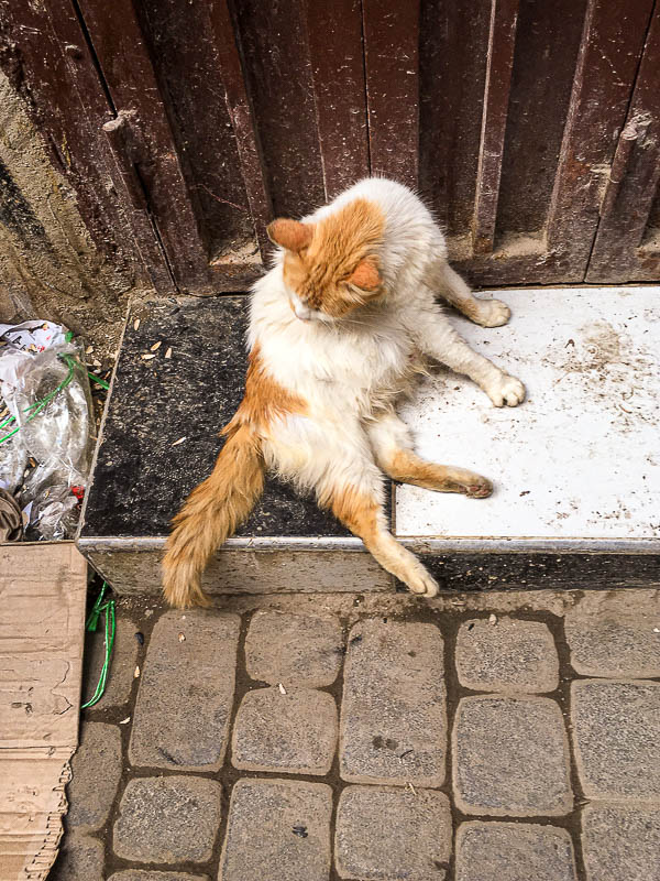 One of 'several' cats in Fez Moroc-i0570