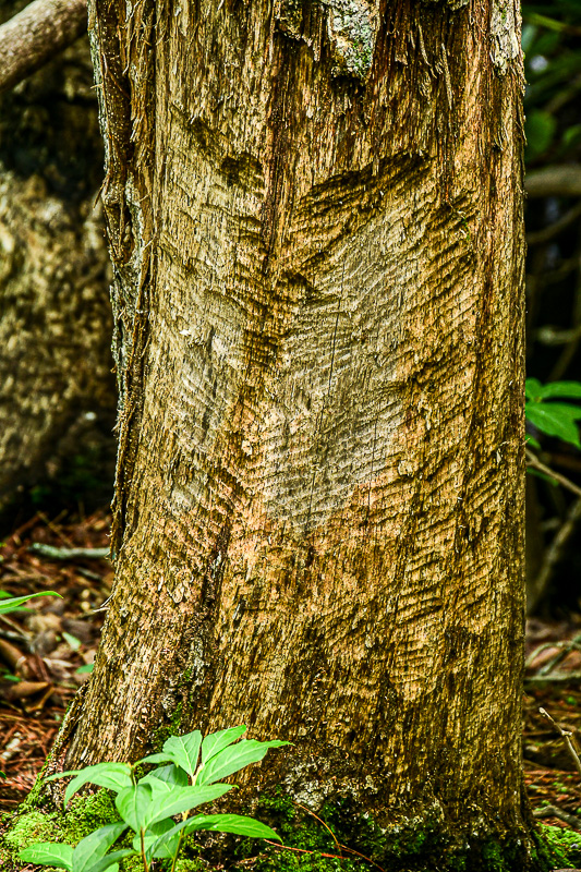 06 30 Bark for a beaver's breakfast 5907