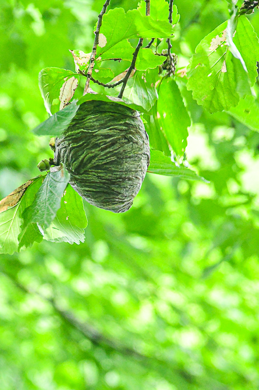 06 30 Aerial yellow jacket nest 5914