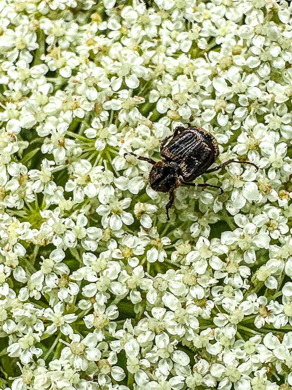 2024 06 04 Valgus hemipterus i5739