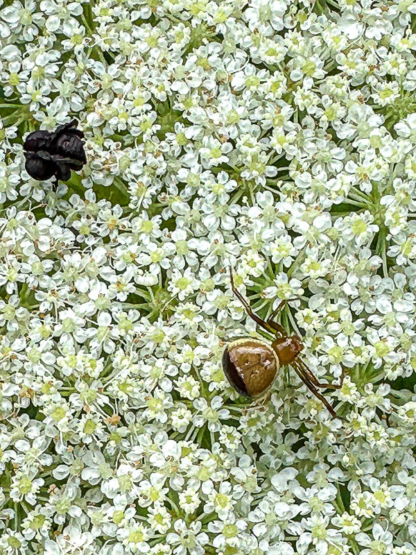 2024 06 04 Crab spider - Synema parvulum i5740